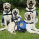 Best Service Dogs USA: Top Breeds & Training | My Caring Dog – Tips, Stories, and Care Guides for Loving Pet Owners