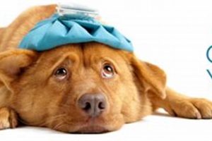Top Urgent Care for Dogs: Find Fast Vet Care My Caring Dog – Tips, Stories, and Care Guides for Loving Pet Owners Top Urgent Care for Dogs: Find Fast Vet Care | My Caring Dog – Tips, Stories, and Care Guides for Loving Pet Owners