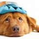 Top Urgent Care for Dogs: Find Fast Vet Care | My Caring Dog – Tips, Stories, and Care Guides for Loving Pet Owners