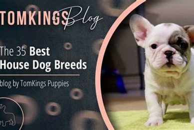 Best Car Homes & Travel Crates for Dogs My Caring Dog – Tips, Stories, and Care Guides for Loving Pet Owners Best Car Homes & Travel Crates for Dogs | My Caring Dog – Tips, Stories, and Care Guides for Loving Pet Owners