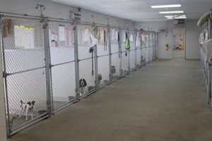 Best Dog Day Care in OKC: Top Centers My Caring Dog – Tips, Stories, and Care Guides for Loving Pet Owners Best Dog Day Care in OKC: Top Centers | My Caring Dog – Tips, Stories, and Care Guides for Loving Pet Owners