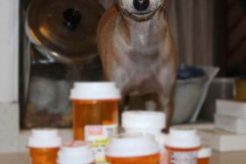 Best Car Sick Dog Pills: Vet's Guide My Caring Dog – Tips, Stories, and Care Guides for Loving Pet Owners Best Car Sick Dog Pills: Vet's Guide | My Caring Dog – Tips, Stories, and Care Guides for Loving Pet Owners