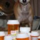 Best Car Sick Dog Pills: Vet's Guide | My Caring Dog – Tips, Stories, and Care Guides for Loving Pet Owners