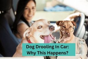 How To Stop My Dog From Drooling In The Car My Caring Dog – Tips, Stories, and Care Guides for Loving Pet Owners How To Stop My Dog From Drooling In The Car | My Caring Dog – Tips, Stories, and Care Guides for Loving Pet Owners