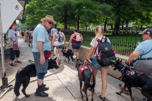 Service Dog Ohio My Caring Dog – Tips, Stories, and Care Guides for Loving Pet Owners Service Dog Ohio | My Caring Dog – Tips, Stories, and Care Guides for Loving Pet Owners
