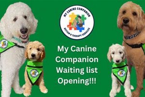 Coping With Canine Loss: A Car Dog Owner's Guide My Caring Dog – Tips, Stories, and Care Guides for Loving Pet Owners Coping With Canine Loss: A Car Dog Owner's Guide | My Caring Dog – Tips, Stories, and Care Guides for Loving Pet Owners