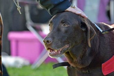 Dog Non Profits My Caring Dog – Tips, Stories, and Care Guides for Loving Pet Owners Dog Non Profits | My Caring Dog – Tips, Stories, and Care Guides for Loving Pet Owners