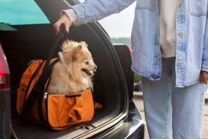 Safe Car Travel With Your Dog: Tips & Rules My Caring Dog – Tips, Stories, and Care Guides for Loving Pet Owners Safe Car Travel With Your Dog: Tips & Rules | My Caring Dog – Tips, Stories, and Care Guides for Loving Pet Owners