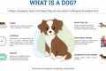 Learn About Dogs My Caring Dog – Tips, Stories, and Care Guides for Loving Pet Owners Learn About Dogs | My Caring Dog – Tips, Stories, and Care Guides for Loving Pet Owners