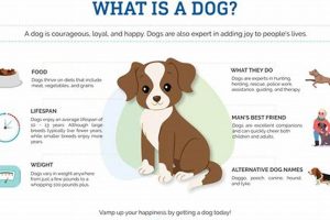 Learn About Dogs My Caring Dog – Tips, Stories, and Care Guides for Loving Pet Owners Learn About Dogs | My Caring Dog – Tips, Stories, and Care Guides for Loving Pet Owners