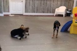 Top Dog Day Care in Old Saybrook, CT My Caring Dog – Tips, Stories, and Care Guides for Loving Pet Owners Top Dog Day Care in Old Saybrook, CT | My Caring Dog – Tips, Stories, and Care Guides for Loving Pet Owners