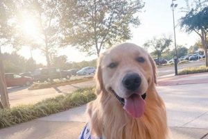 Find Available Service Dogs Near You Today My Caring Dog – Tips, Stories, and Care Guides for Loving Pet Owners Find Available Service Dogs Near You Today | My Caring Dog – Tips, Stories, and Care Guides for Loving Pet Owners
