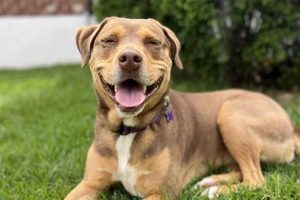 Adopt Puppies in St. Louis: Find Your Furry Friend My Caring Dog – Tips, Stories, and Care Guides for Loving Pet Owners Adopt Puppies in St. Louis: Find Your Furry Friend | My Caring Dog – Tips, Stories, and Care Guides for Loving Pet Owners