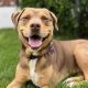 Adopt Puppies in St. Louis: Find Your Furry Friend | My Caring Dog – Tips, Stories, and Care Guides for Loving Pet Owners