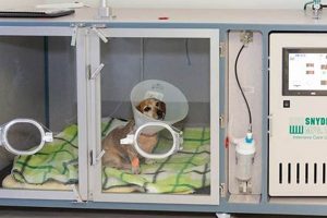 Expert Intensive Care for Your Dog My Caring Dog – Tips, Stories, and Care Guides for Loving Pet Owners Expert Intensive Care for Your Dog | My Caring Dog – Tips, Stories, and Care Guides for Loving Pet Owners