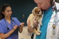 Best Humane Society Vet in St. Louis: Top Care My Caring Dog – Tips, Stories, and Care Guides for Loving Pet Owners Best Humane Society Vet in St. Louis: Top Care | My Caring Dog – Tips, Stories, and Care Guides for Loving Pet Owners