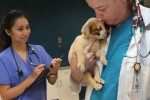 Best Humane Society Vet in St. Louis: Top Care My Caring Dog – Tips, Stories, and Care Guides for Loving Pet Owners Best Humane Society Vet in St. Louis: Top Care | My Caring Dog – Tips, Stories, and Care Guides for Loving Pet Owners