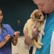 Best Humane Society Vet in St. Louis: Top Care | My Caring Dog – Tips, Stories, and Care Guides for Loving Pet Owners