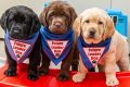 Dog Nonprofit My Caring Dog – Tips, Stories, and Care Guides for Loving Pet Owners Dog Nonprofit | My Caring Dog – Tips, Stories, and Care Guides for Loving Pet Owners