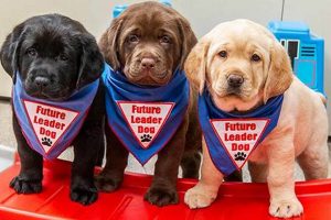 Dog Nonprofit My Caring Dog – Tips, Stories, and Care Guides for Loving Pet Owners Dog Nonprofit | My Caring Dog – Tips, Stories, and Care Guides for Loving Pet Owners