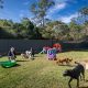 Best Dog Day Care Center in Dural: Top Care | My Caring Dog – Tips, Stories, and Care Guides for Loving Pet Owners
