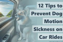End Dog Car Sickness: Vet's Travel Tips My Caring Dog – Tips, Stories, and Care Guides for Loving Pet Owners End Dog Car Sickness: Vet's Travel Tips | My Caring Dog – Tips, Stories, and Care Guides for Loving Pet Owners