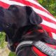 California Service Dogs: Laws & Resources | My Caring Dog – Tips, Stories, and Care Guides for Loving Pet Owners