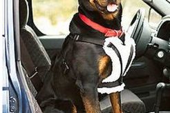 Best Comfort Ride Travelin' Dog Car Harness for Safe Travels My Caring Dog – Tips, Stories, and Care Guides for Loving Pet Owners Best Comfort Ride Travelin' Dog Car Harness for Safe Travels | My Caring Dog – Tips, Stories, and Care Guides for Loving Pet Owners