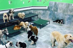 Top-Rated Dog Day Care NYC: Find the Best! My Caring Dog – Tips, Stories, and Care Guides for Loving Pet Owners Top-Rated Dog Day Care NYC: Find the Best! | My Caring Dog – Tips, Stories, and Care Guides for Loving Pet Owners