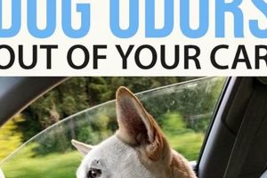 Fresh Car: Banish Dog Odor & Smell Clean My Caring Dog – Tips, Stories, and Care Guides for Loving Pet Owners Fresh Car: Banish Dog Odor & Smell Clean | My Caring Dog – Tips, Stories, and Care Guides for Loving Pet Owners