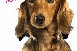 Best Dog Day Care in Arlington TX: Top Choices My Caring Dog – Tips, Stories, and Care Guides for Loving Pet Owners Best Dog Day Care in Arlington TX: Top Choices | My Caring Dog – Tips, Stories, and Care Guides for Loving Pet Owners