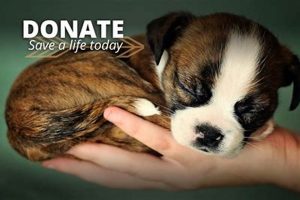 Donate Your Dog to Service Near You: Local Options | My Caring Dog – Tips, Stories, and Care Guides for Loving Pet Owners