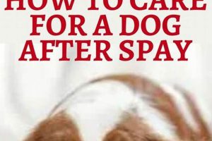 Dog Spay Aftercare: Tips & Recovery Guide My Caring Dog – Tips, Stories, and Care Guides for Loving Pet Owners Dog Spay Aftercare: Tips & Recovery Guide | My Caring Dog – Tips, Stories, and Care Guides for Loving Pet Owners