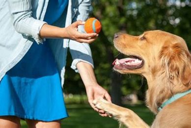 Top Free Dog Trainers Near Me: Car Dog Edition My Caring Dog – Tips, Stories, and Care Guides for Loving Pet Owners Top Free Dog Trainers Near Me: Car Dog Edition | My Caring Dog – Tips, Stories, and Care Guides for Loving Pet Owners
