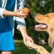 Top Free Dog Trainers Near Me: Car Dog Edition | My Caring Dog – Tips, Stories, and Care Guides for Loving Pet Owners
