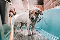Best Dog Day Care in Buena Vista, CO: Top Choices My Caring Dog – Tips, Stories, and Care Guides for Loving Pet Owners Best Dog Day Care in Buena Vista, CO: Top Choices | My Caring Dog – Tips, Stories, and Care Guides for Loving Pet Owners
