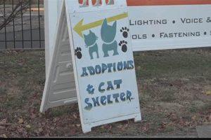 Cat Shelter St Louis My Caring Dog – Tips, Stories, and Care Guides for Loving Pet Owners Cat Shelter St Louis | My Caring Dog – Tips, Stories, and Care Guides for Loving Pet Owners