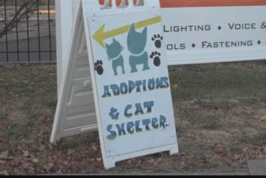 Cat Shelter St Louis My Caring Dog – Tips, Stories, and Care Guides for Loving Pet Owners Cat Shelter St Louis | My Caring Dog – Tips, Stories, and Care Guides for Loving Pet Owners