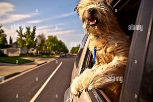 Safe Dog Car Window Rides: Tips & Tricks My Caring Dog – Tips, Stories, and Care Guides for Loving Pet Owners Safe Dog Car Window Rides: Tips & Tricks | My Caring Dog – Tips, Stories, and Care Guides for Loving Pet Owners