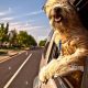 Safe Dog Car Window Rides: Tips & Tricks | My Caring Dog – Tips, Stories, and Care Guides for Loving Pet Owners
