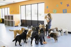 Start & Run a Dog Day Care Center: Your Guide My Caring Dog – Tips, Stories, and Care Guides for Loving Pet Owners Start & Run a Dog Day Care Center: Your Guide | My Caring Dog – Tips, Stories, and Care Guides for Loving Pet Owners