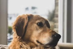 Top-Rated Dog Day Care in Long Beach, CA My Caring Dog – Tips, Stories, and Care Guides for Loving Pet Owners Top-Rated Dog Day Care in Long Beach, CA | My Caring Dog – Tips, Stories, and Care Guides for Loving Pet Owners