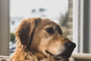 Top-Rated Dog Day Care in Long Beach, CA My Caring Dog – Tips, Stories, and Care Guides for Loving Pet Owners Top-Rated Dog Day Care in Long Beach, CA | My Caring Dog – Tips, Stories, and Care Guides for Loving Pet Owners