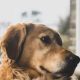 Top-Rated Dog Day Care in Long Beach, CA | My Caring Dog – Tips, Stories, and Care Guides for Loving Pet Owners