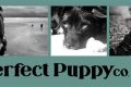 Best Puppy Company Car Dog Accessories My Caring Dog – Tips, Stories, and Care Guides for Loving Pet Owners Best Puppy Company Car Dog Accessories | My Caring Dog – Tips, Stories, and Care Guides for Loving Pet Owners