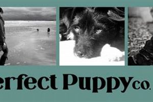 Best Puppy Company Car Dog Accessories My Caring Dog – Tips, Stories, and Care Guides for Loving Pet Owners Best Puppy Company Car Dog Accessories | My Caring Dog – Tips, Stories, and Care Guides for Loving Pet Owners