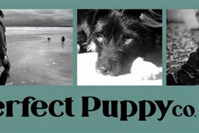 Best Puppy Company Car Dog Accessories My Caring Dog – Tips, Stories, and Care Guides for Loving Pet Owners Best Puppy Company Car Dog Accessories | My Caring Dog – Tips, Stories, and Care Guides for Loving Pet Owners