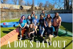 Best Dog Day Care in Hendersonville NC: Top Picks My Caring Dog – Tips, Stories, and Care Guides for Loving Pet Owners Best Dog Day Care in Hendersonville NC: Top Picks | My Caring Dog – Tips, Stories, and Care Guides for Loving Pet Owners