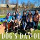 Best Dog Day Care in Hendersonville NC: Top Picks | My Caring Dog – Tips, Stories, and Care Guides for Loving Pet Owners