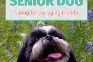 The Ultimate Guide to Senior Dog Care My Caring Dog – Tips, Stories, and Care Guides for Loving Pet Owners The Ultimate Guide to Senior Dog Care | My Caring Dog – Tips, Stories, and Care Guides for Loving Pet Owners
